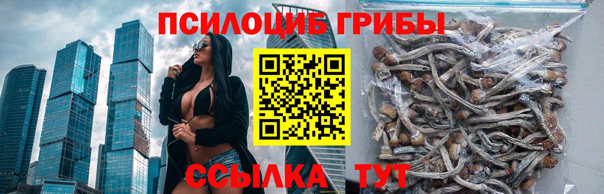 Псилоцибиновые грибы Psilocybe Воркута